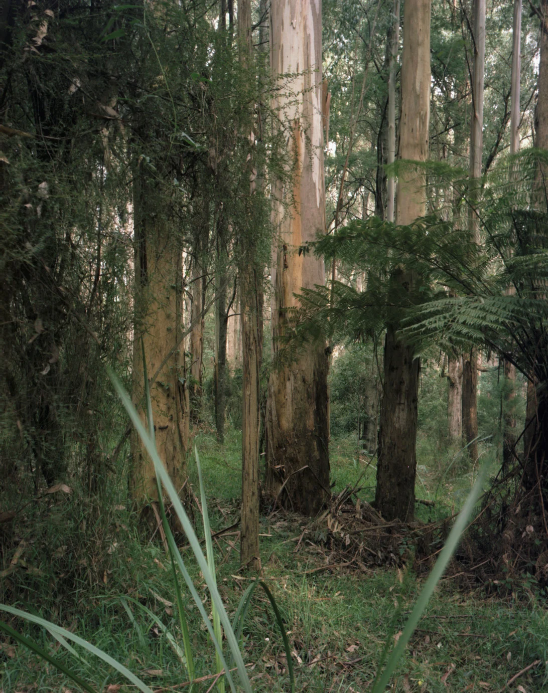 Mountain Ash Forest is a six-panel panoramic landscape photograph showing a vast stand of mountain ash trees with a lush green understory of tree ferns.