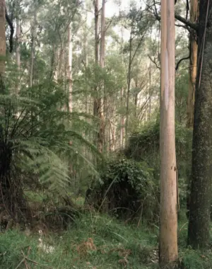 Mountain Ash Forest is a six-panel panoramic landscape photograph showing a vast stand of mountain ash trees with a lush green understory of tree ferns.
