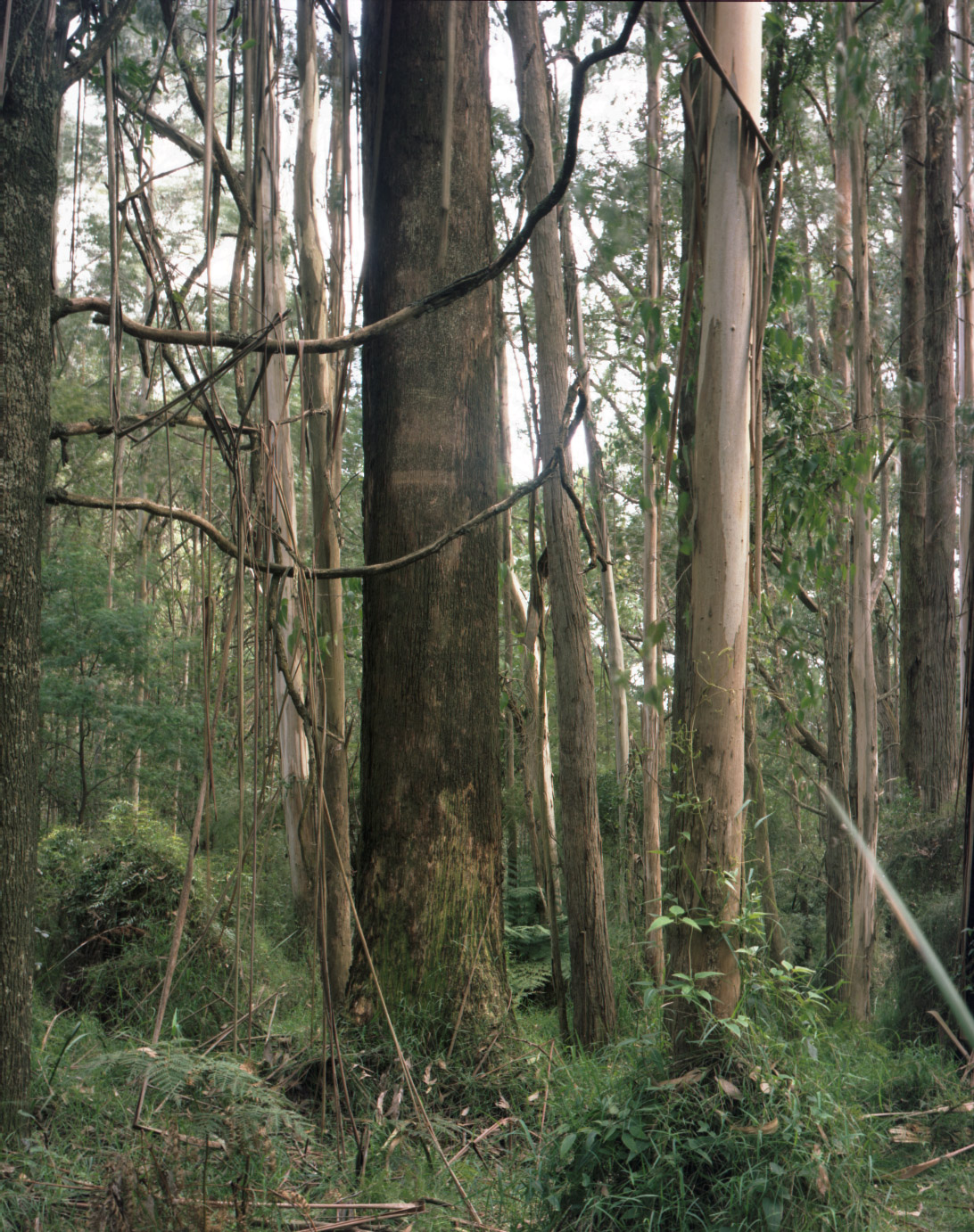 Mountain Ash Forest is a six-panel panoramic landscape photograph showing a vast stand of mountain ash trees with a lush green understory of tree ferns.