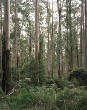 Mountain Ash Forest is a six-panel panoramic landscape photograph showing a vast stand of mountain ash trees with a lush green understory of tree ferns.