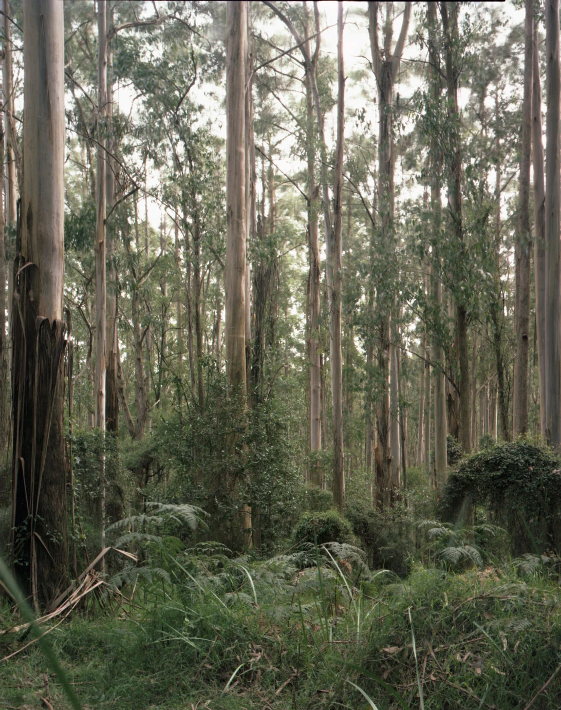 Mountain Ash Forest is a six-panel panoramic landscape photograph showing a vast stand of mountain ash trees with a lush green understory of tree ferns.