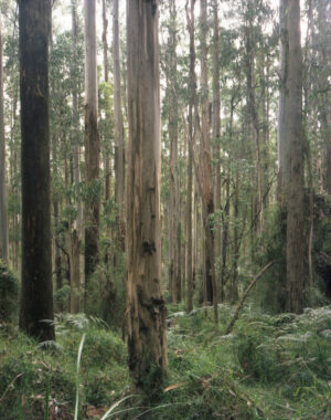 Mountain Ash Forest is a six-panel panoramic landscape photograph showing a vast stand of mountain ash trees with a lush green understory of tree ferns.