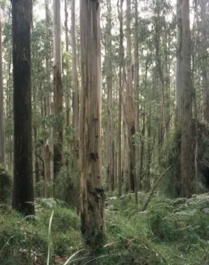 Mountain Ash Forest is a six-panel panoramic landscape photograph showing a vast stand of mountain ash trees with a lush green understory of tree ferns.