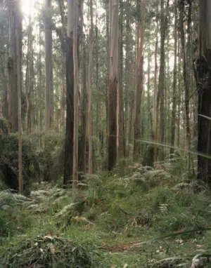 Mountain Ash Forest is a six-panel panoramic landscape photograph showing a vast stand of mountain ash trees with a lush green understory of tree ferns.