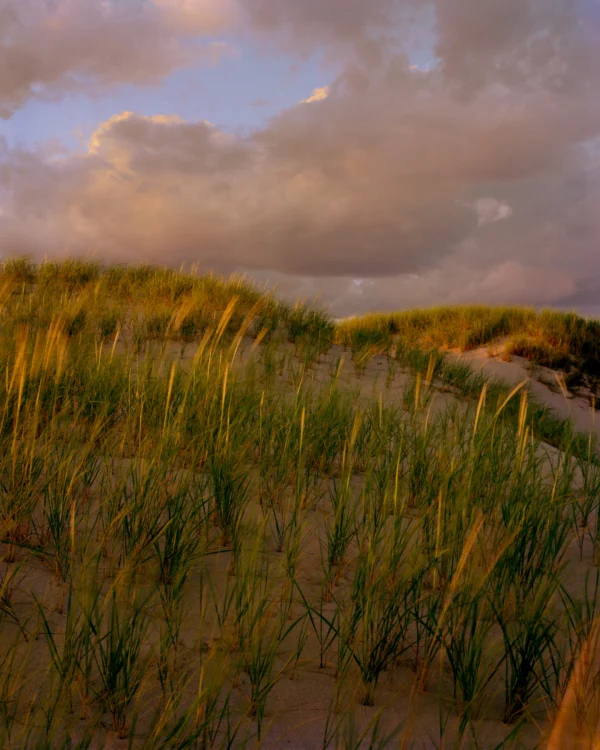 This three-panel panoramic landscape photograph made on Cape Cod depicts golden sunset light washing over sand dunes crested with American beachgrass below a dramatic sky.