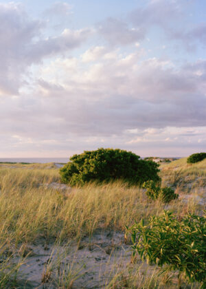 This eight-panel panoramic photograph shows a Cape Cod barrier beach interior landscape of sand dunes topped with vegetation sweeping over to a salt marsh.