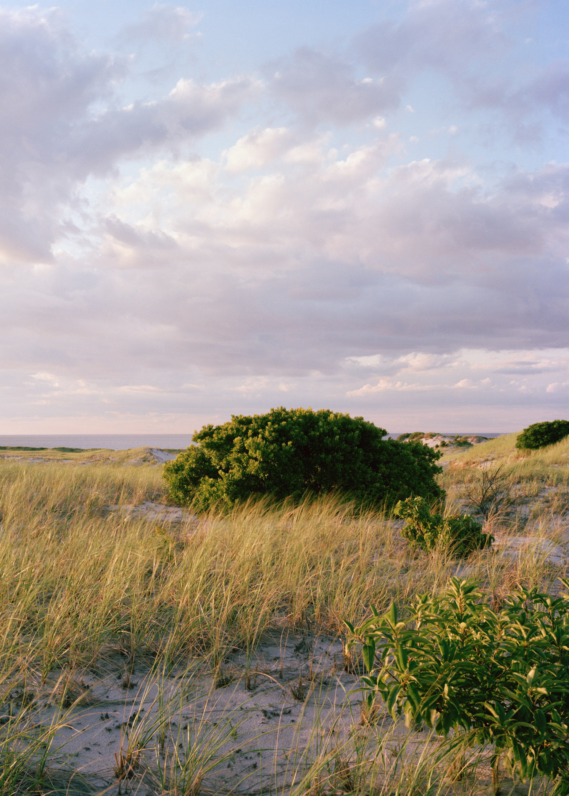This eight-panel panoramic photograph shows a Cape Cod barrier beach interior landscape of sand dunes topped with vegetation sweeping over to a salt marsh.