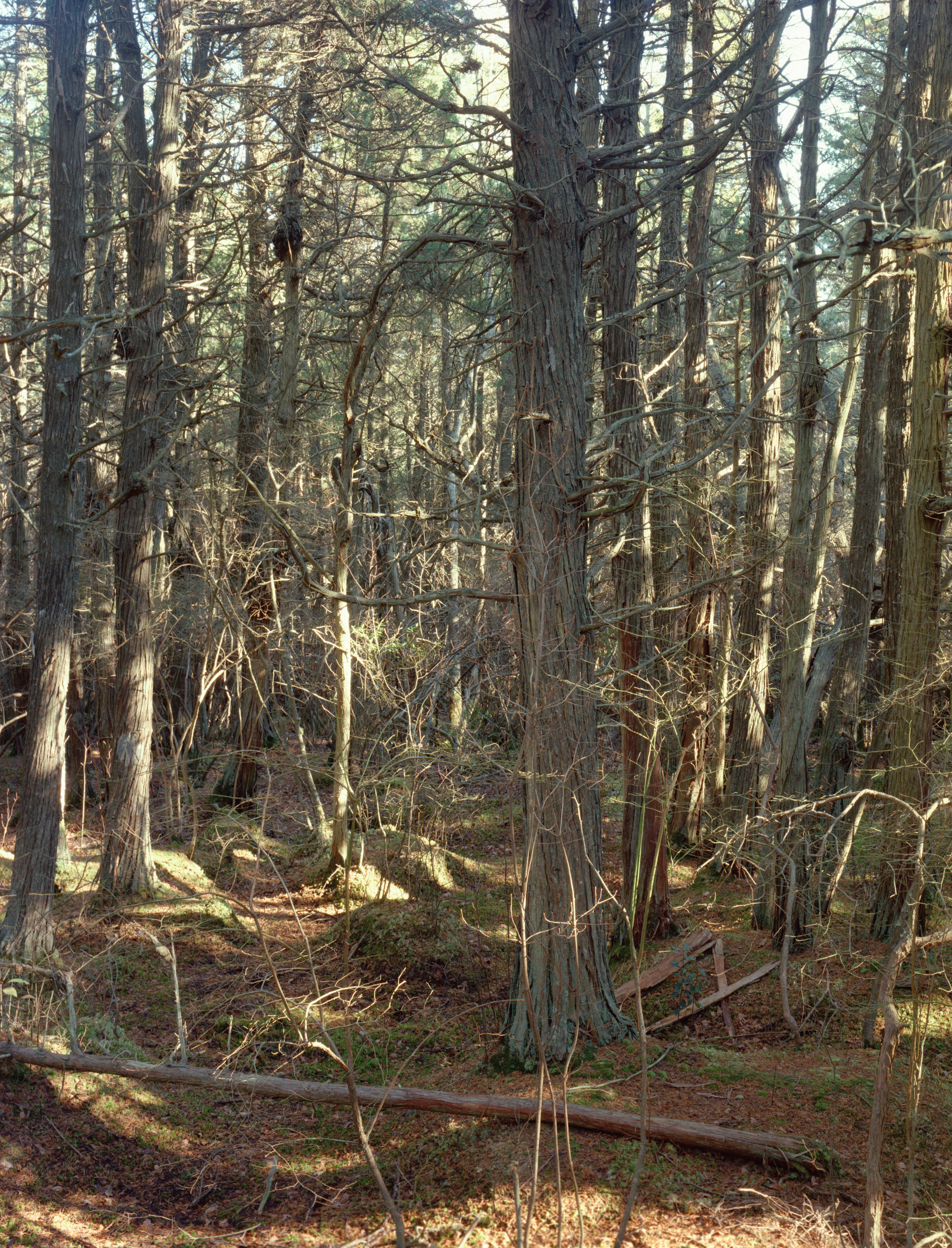 Atlantic White Cedar Swamp is a five-panel panoramic landscape photograph showing a “deeply-mythic place” on Cape Cod. Westering sunlight piercing the canopy highlights a magical woodland in South Wellfleet.