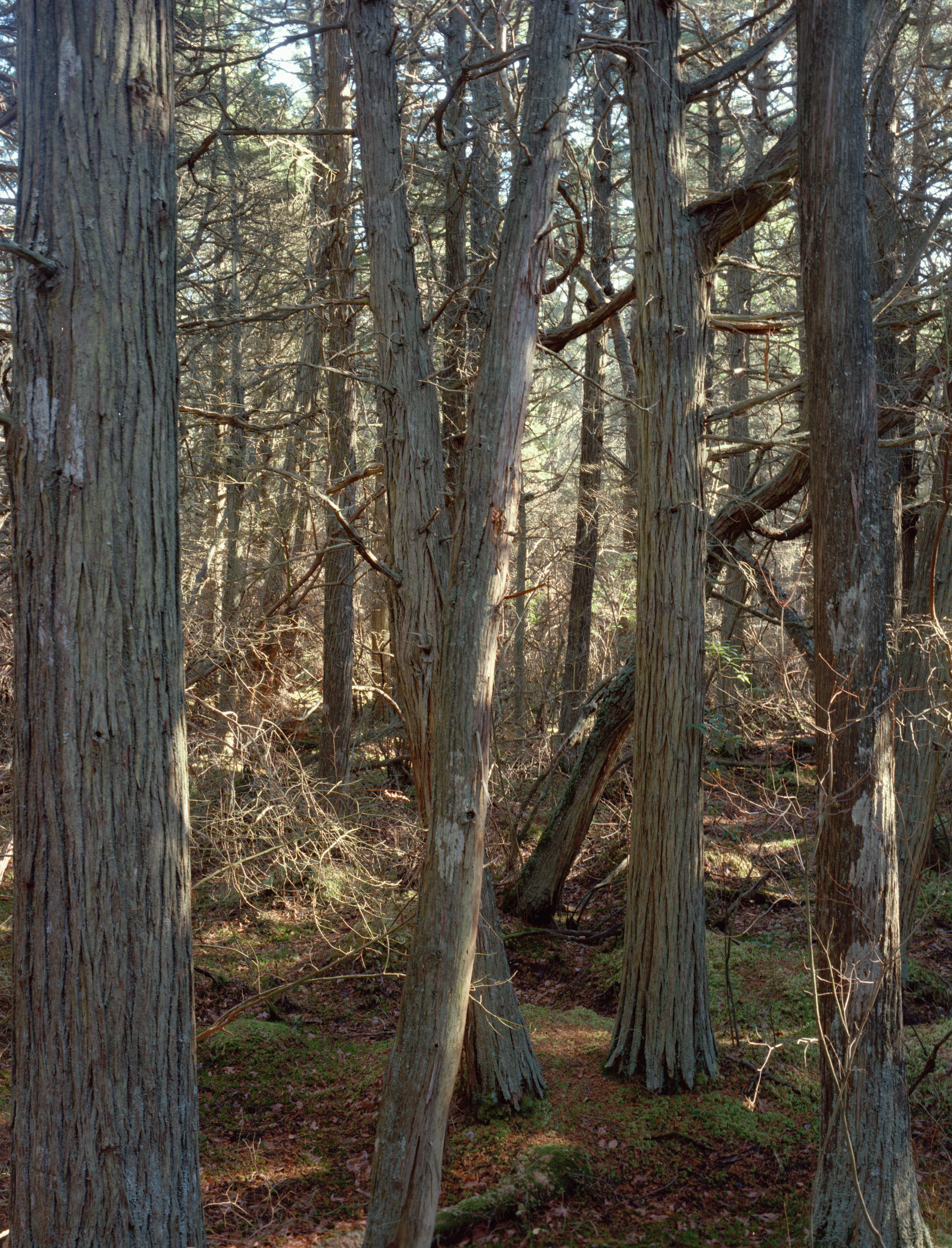 Atlantic White Cedar Swamp is a five-panel panoramic landscape photograph showing a “deeply-mythic place” on Cape Cod. Westering sunlight piercing the canopy highlights a magical woodland in South Wellfleet.