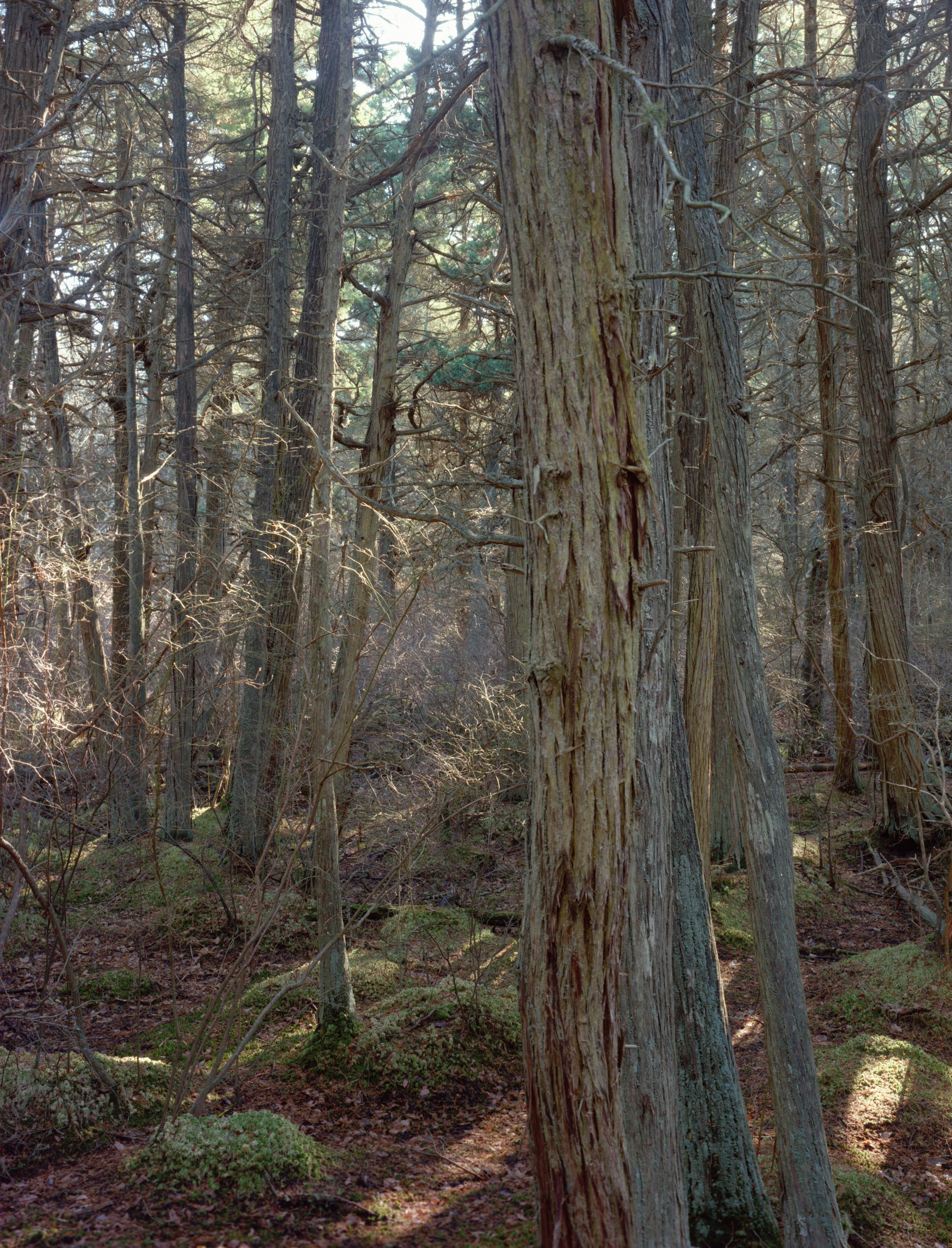 Atlantic White Cedar Swamp is a five-panel panoramic landscape photograph showing a “deeply-mythic place” on Cape Cod. Westering sunlight piercing the canopy highlights a magical woodland in South Wellfleet.