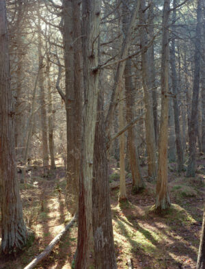 Atlantic White Cedar Swamp is a five-panel panoramic landscape photograph showing a “deeply-mythic place” on Cape Cod. Westering sunlight piercing the canopy highlights a magical woodland in South Wellfleet.