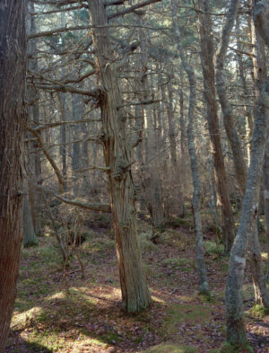 Atlantic White Cedar Swamp is a five-panel panoramic landscape photograph showing a “deeply-mythic place” on Cape Cod. Westering sunlight piercing the canopy highlights a magical woodland in South Wellfleet.